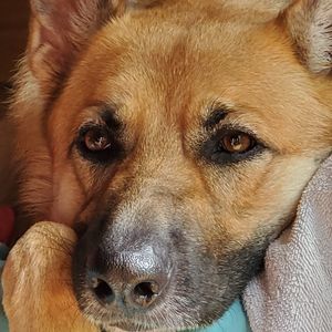 Meet your Posher, Teah